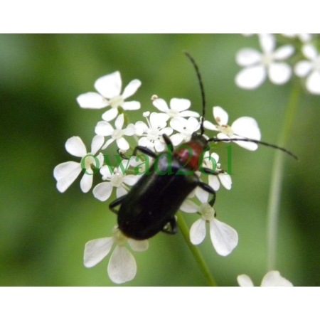 Dinoptera collaris (Linnaeus, 1758) Rozpylak topolowy